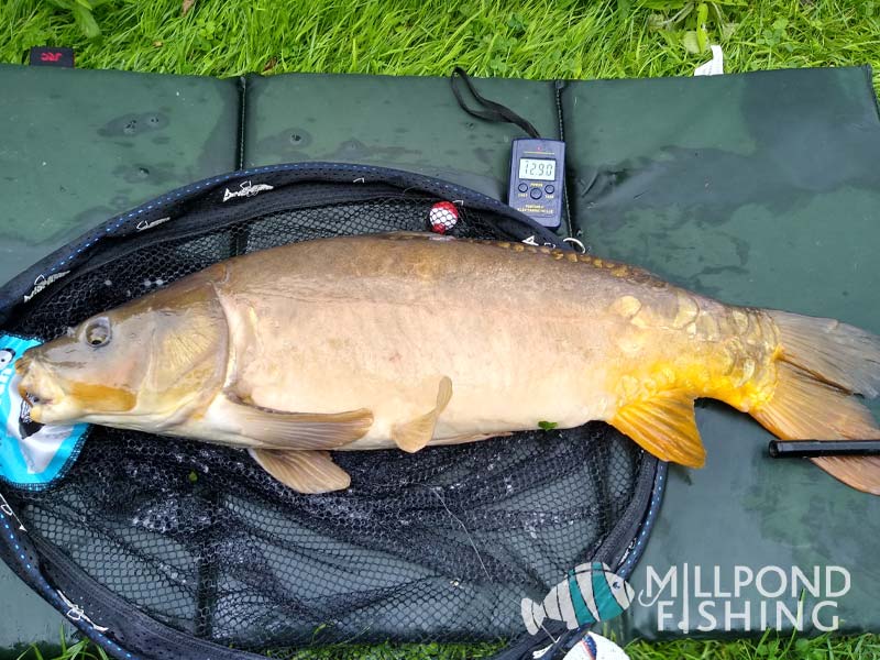 Caught using Size 14 Barbless hooks 4 inch length banded hooks. Dog biscuits for bait