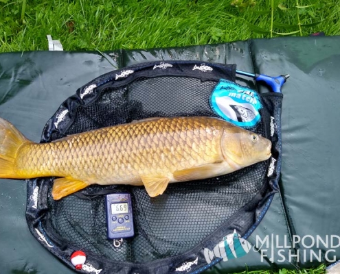 Caught using Size 14 Barbless hooks 4 inch length banded hooks. Dog biscuits for bait