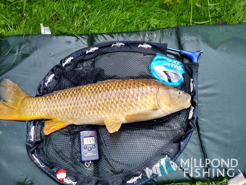 Caught using Size 14 Barbless hooks 4 inch length banded hooks. Dog biscuits for bait