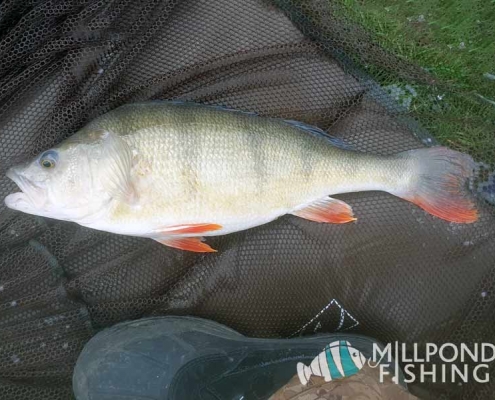 4lbs 12 oz Perch – record weight out of the lake