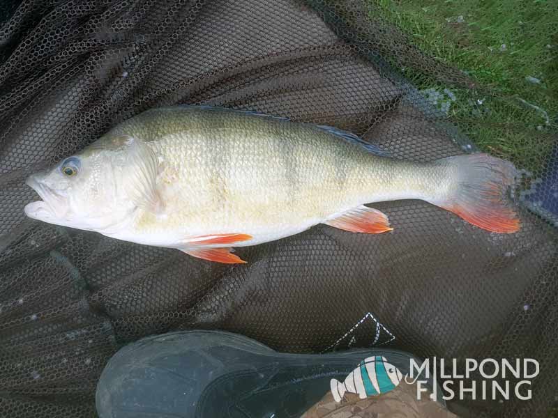 4lbs 12 oz Perch – record weight out of the lake